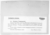 Cystopus tragopogonis image